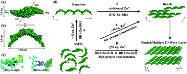 Graphical abstract: Metal induced self-assembly of designed V-shape protein into 2D wavy supramolecular nanostructure