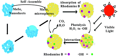 Graphical abstract: Novel MoSe2 hierarchical microspheres for applications in visible-light-driven advanced oxidation processes