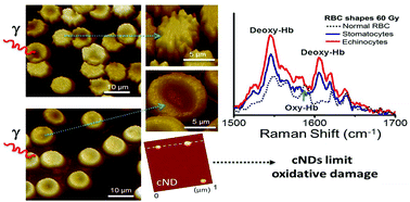 Graphical abstract: Carboxylated nanodiamonds inhibit γ-irradiation damage of human red blood cells