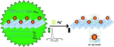Graphical abstract: Green emission and Ag+ sensing of hydroxy double salt supported gold nanoclusters