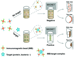 Graphical abstract: One-step detection of pathogens and cancer biomarkers by the naked eye based on aggregation of immunomagnetic beads
