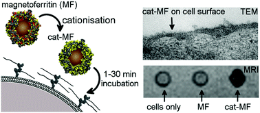 Graphical abstract: Ultra-fast stem cell labelling using cationised magnetoferritin
