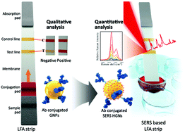 Graphical abstract: Application of a SERS-based lateral flow immunoassay strip for the rapid and sensitive detection of staphylococcal enterotoxin B