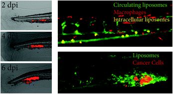 Graphical abstract: Zebrafish as a model system for characterization of nanoparticles against cancer