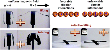 Graphical abstract: Selective and directional actuation of elastomer films using chained magnetic nanoparticles