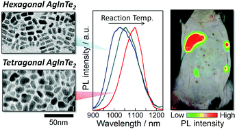 Graphical abstract: Crystal phase-controlled synthesis of rod-shaped AgInTe2 nanocrystals for in vivo imaging in the near-infrared wavelength region