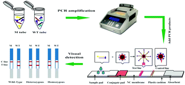 Graphical abstract: A novel lateral flow assay based on GoldMag nanoparticles and its clinical applications for genotyping of MTHFR C677T polymorphisms