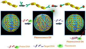 Graphical abstract: Single-stranded DNA detection by solvent-induced assemblies of a metallo-peptide-based complex