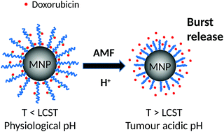 Graphical abstract: Doxorubicin loaded dual pH- and thermo-responsive magnetic nanocarrier for combined magnetic hyperthermia and targeted controlled drug delivery applications