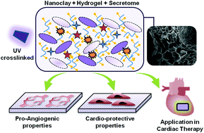 Graphical abstract: Stem cell secretome-rich nanoclay hydrogel: a dual action therapy for cardiovascular regeneration