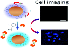 Graphical abstract: Nitrogen-doped carbon nanoparticle modulated turn-on fluorescent probes for histidine detection and its imaging in living cells