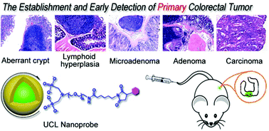 Graphical abstract: Detection of early primary colorectal cancer with upconversion luminescent NP-based molecular probes