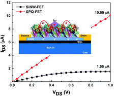 Graphical abstract: Photocurrent enhancement of SiNW-FETs by integrating protein-shelled CdSe quantum dots