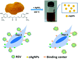 Graphical abstract: Curcumin modified silver nanoparticles for highly efficient inhibition of respiratory syncytial virus infection