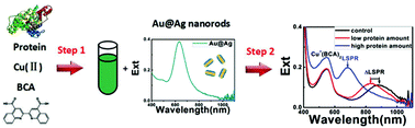 Graphical abstract: Quantification of proteins using enhanced etching of Ag coated Au nanorods by the Cu2+/bicinchoninic acid pair with improved sensitivity