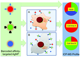 Graphical abstract: Targeted silver nanoparticles for ratiometric cell phenotyping