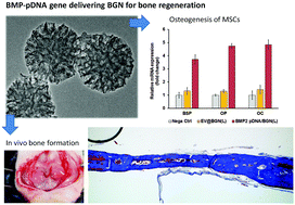 Graphical abstract: Gene delivery nanocarriers of bioactive glass with unique potential to load BMP2 plasmid DNA and to internalize into mesenchymal stem cells for osteogenesis and bone regeneration