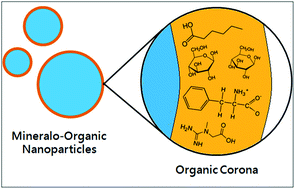 Graphical abstract: Fatty acids and small organic compounds bind to mineralo-organic nanoparticles derived from human body fluids as revealed by metabolomic analysis
