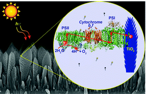 Graphical abstract: Directed assembly of the thylakoid membrane on nanostructured TiO2 for a photo-electrochemical cell