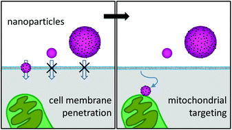 Graphical abstract: Cell membrane penetration and mitochondrial targeting by platinum-decorated ceria nanoparticles