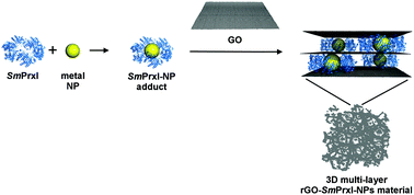 Graphical abstract: Supramolecular self-assembly of graphene oxide and metal nanoparticles into stacked multilayers by means of a multitasking protein ring