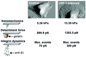 Graphical abstract: Analysis of the effect of LRP-1 silencing on the invasive potential of cancer cells by nanomechanical probing and adhesion force measurements using atomic force microscopy