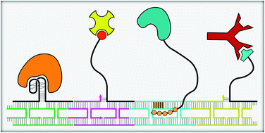 Graphical abstract: Programmable DNA scaffolds for spatially-ordered protein assembly