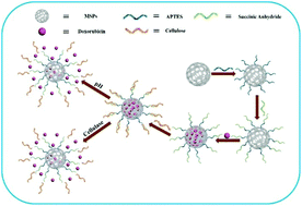 Graphical abstract: Cellulose conjugated FITC-labelled mesoporous silica nanoparticles: intracellular accumulation and stimuli responsive doxorubicin release