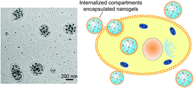 Graphical abstract: Internalized compartments encapsulated nanogels for targeted drug delivery