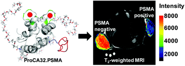 Graphical abstract: Prostate-specific membrane antigen targeted protein contrast agents for molecular imaging of prostate cancer by MRI
