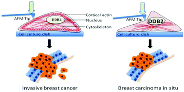 Graphical abstract: DDB2 (damaged-DNA binding 2) protein: a new modulator of nanomechanical properties and cell adhesion of breast cancer cells