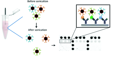 Graphical abstract: Minimizing antibody cross-reactivity in multiplex detection of biomarkers in paper-based point-of-care assays