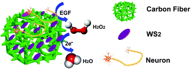 Graphical abstract: Three-dimensional WS2 nanosheet networks for H2O2 produced for cell signaling