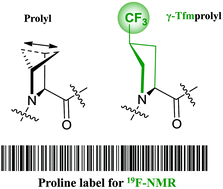 Graphical abstract: γ-(S)-Trifluoromethyl proline: evaluation as a structural substitute of proline for solid state 19F-NMR peptide studies