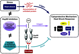 Graphical abstract: C-terminal heat shock protein 90 modulators produce desirable oncogenic properties