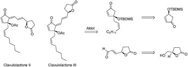 Graphical abstract: First total synthesis of the marine natural products clavulolactones II and III