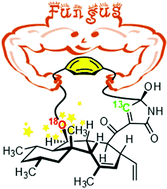 Graphical abstract: Direct biosynthetic cyclization of a distorted paracyclophane highlighted by double isotopic labelling of l-tyrosine