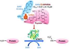 Graphical abstract: Design, synthesis, and kinetic analysis of potent protein N-terminal methyltransferase 1 inhibitors