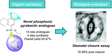 Graphical abstract: Phosphonamide pyrabactin analogues as abscisic acid agonists