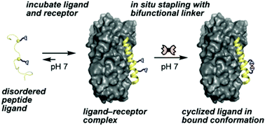 Graphical abstract: Receptor-templated stapling of intrinsically disordered peptide ligands