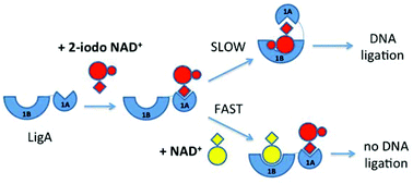 Graphical abstract: Base-modified NAD and AMP derivatives and their activity against bacterial DNA ligases