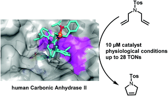 Graphical abstract: Carbonic anhydrase II as host protein for the creation of a biocompatible artificial metathesase