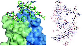 Graphical abstract: Hepatitis B virus peptide inhibitors: solution structures and interactions with the viral capsid