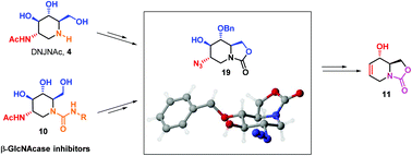Graphical abstract: Stereoselective synthesis of 2-acetamido-1,2-dideoxynojirimycin (DNJNAc) and ureido-DNJNAc derivatives as new hexosaminidase inhibitors