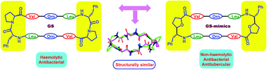 Graphical abstract: Tetrahydrofuran amino acid-containing gramicidin S analogues with improved biological profiles