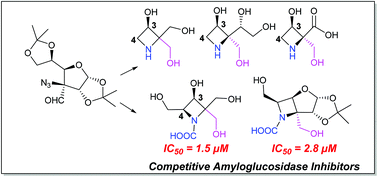 Graphical abstract: Azetidine- and N-carboxylic azetidine-iminosugars as amyloglucosidase inhibitors: synthesis, glycosidase inhibitory activity and molecular docking studies