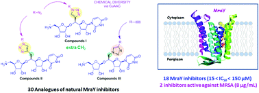 Graphical abstract: 5′-Methylene-triazole-substituted-aminoribosyl uridines as MraY inhibitors: synthesis, biological evaluation and molecular modeling