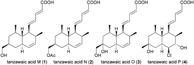Graphical abstract: Tanzawaic acids isolated from a marine-derived fungus of the genus Penicillium with cytotoxic activities