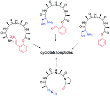 Graphical abstract: An update on new methods to synthesize cyclotetrapeptides