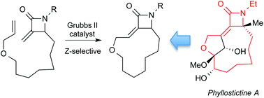 Graphical abstract: Ring closing metathesis reactions of α-methylene-β-lactams: application to the synthesis of a simplified phyllostictine analogue with herbicidal activity